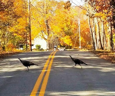 Turkeys Cross the Road